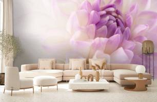 Wybierz Fototapeta biało-liliowy kwiat  na ścianę
