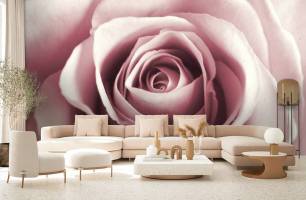 Wybierz Fototapeta różowy pąk róży Fototapeta Róża na ścianę