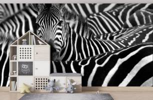 Wybierz Fototapeta dociekliwa zebra Malowidła ścienne Zebra na ścianę