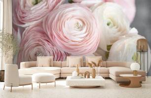 Wybierz Fototapeta różowy rununkulus  na ścianę