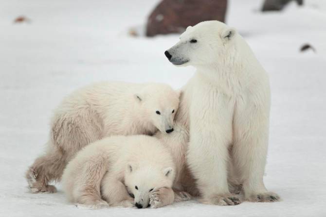 Fototapeta Rodzina niedźwiedzi polarnych