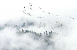 Wybierz Fototapeta Ptaki nad mglistym lasem Korzeń tapety na ścianę