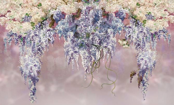 Fototapeta Gałęzie kwiatów glicynii