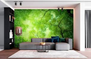 Wybierz Fototapeta widok drzewa od dołu Mural ścienny do sufitu na ścianę