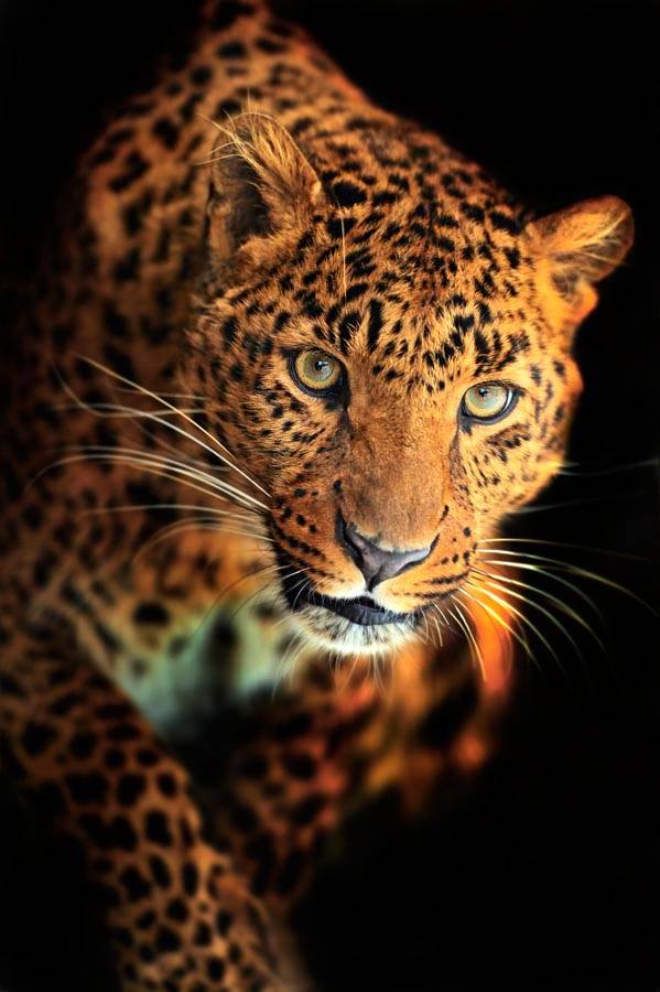 Fototapeta Gepard