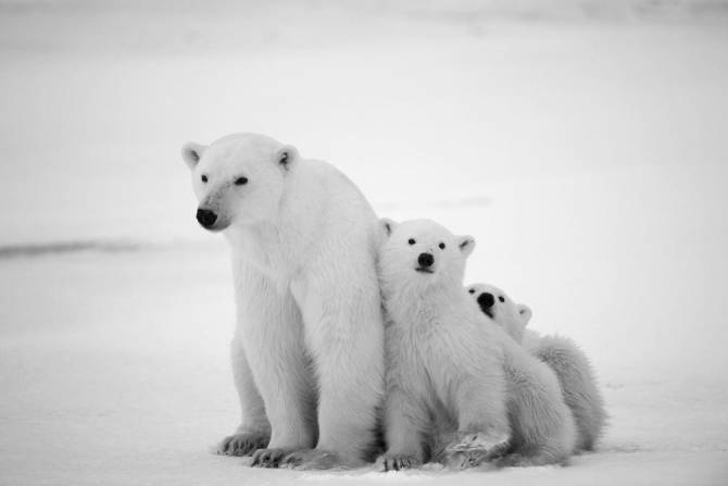 Fototapeta niedźwiedzie polarne