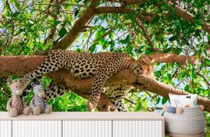 Wybierz Fototapeta Śpiący gepard Korzeń tapety na ścianę