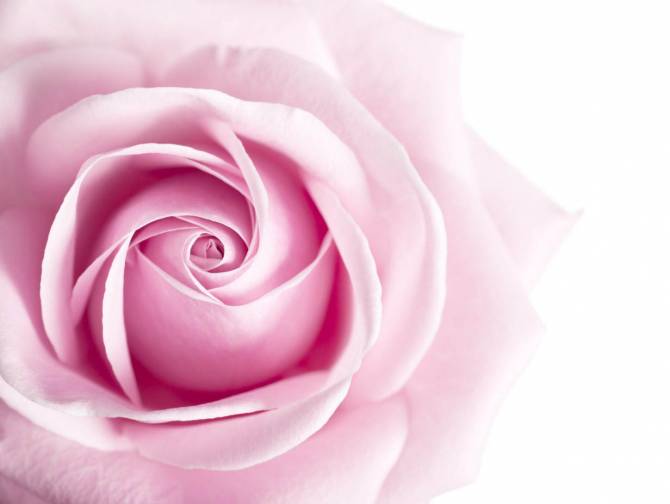 Fototapeta różowy pąk róży