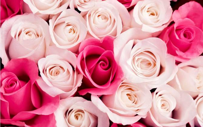 Fototapeta różowe pąki róż