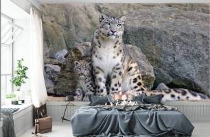 Wybierz Fototapeta Rodzina śnieżnych leopardów  na ścianę