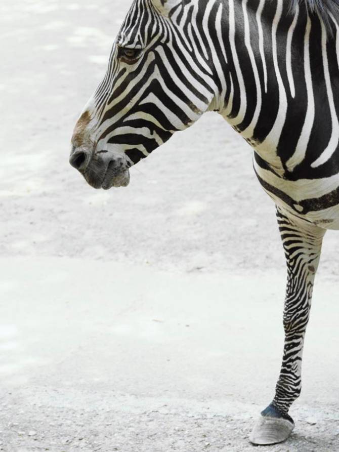 Fototapeta Zamyślona zebra