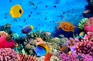 Wybierz Fototapeta Podwodny świat. piękno. Korzeń tapety na ścianę