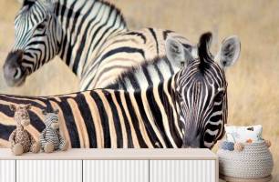 Wybierz Fototapeta czujne zebry Malowidła ścienne Zebra na ścianę