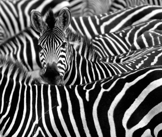 Fototapeta dociekliwa zebra