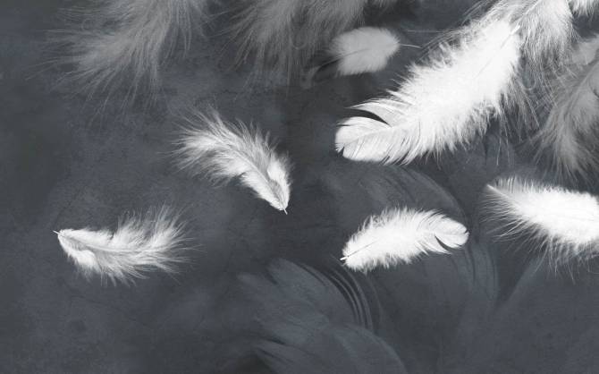 Fototapeta białe pióra na szaro