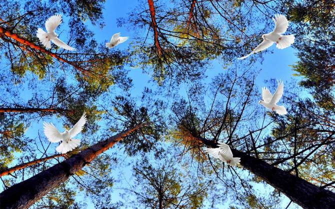 Fototapeta gołębie w lesie