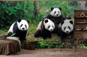 Wybierz Fototapeta Pandy w lesie  na ścianę
