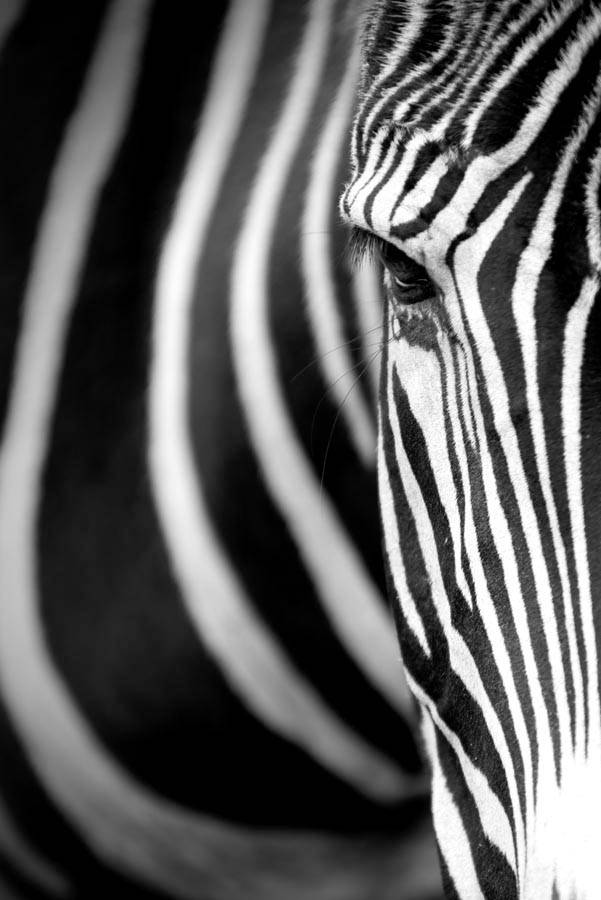 Tapeta Zebra