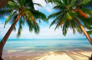 Wybierz Fototapeta Dwie palmy, plaża Korzeń tapety na ścianę