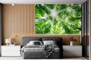 Wybierz Fototapeta światło przez korony drzew Mural ścienny do sufitu na ścianę
