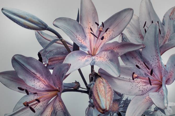 Fototapeta fioletowe lilie