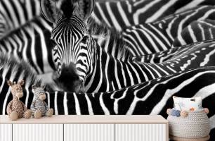 Wybierz Fototapeta dociekliwa zebra Korzeń tapety na ścianę