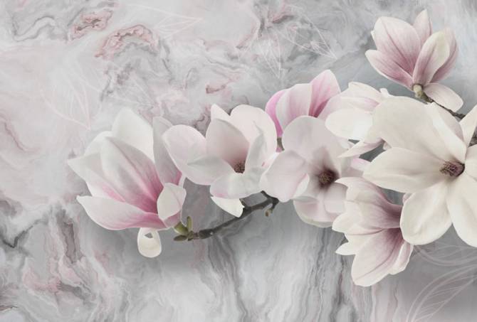 Fototapeta Magnolia na szarym tłe