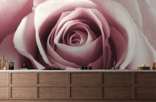 Wybierz Fototapeta różowy pąk róży Fototapeta Róża na ścianę