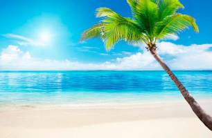 Wybierz Fototapeta plaża, palma, spokój Korzeń tapety na ścianę