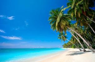Wybierz Fototapeta słońce, palmy, plaża Korzeń tapety na ścianę