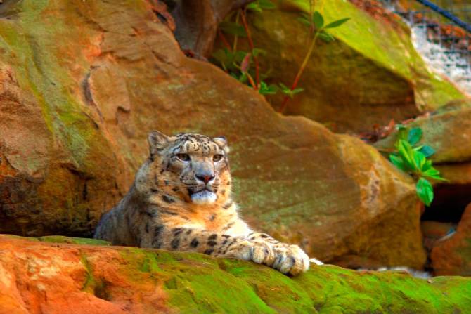 Fototapeta Gepard na skałach