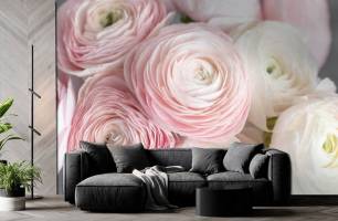 Wybierz Fototapeta różowy rununkulus  na ścianę