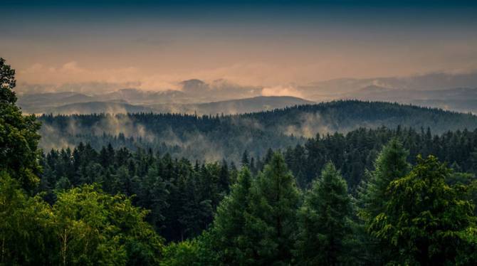 Fototapeta Tajemniczy mglisty las