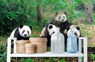 Wybierz Fototapeta Pandy w lesie  na ścianę