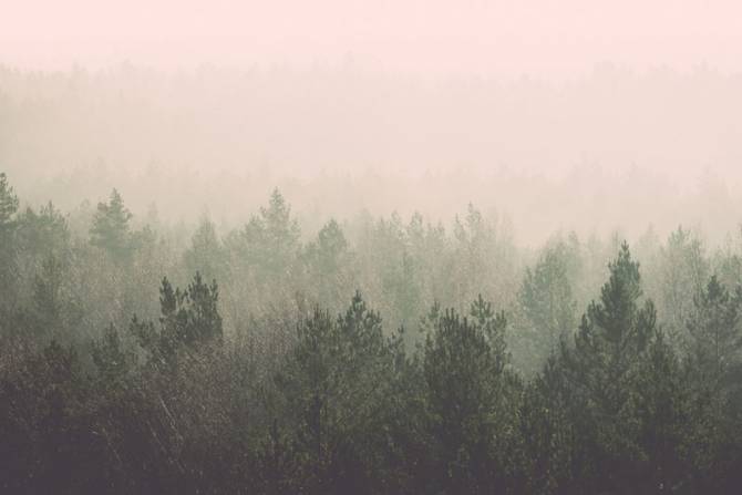 Fototapeta Rożowy las we mgłe