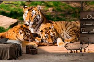 Wybierz Fototapeta Rodzina tygrysów Korzeń tapety na ścianę