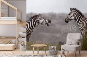 Wybierz Fototapeta zebry rozmawiają Malowidła ścienne Zebra na ścianę