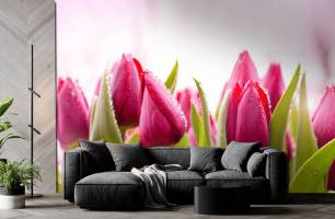 Wybierz Fototapeta różowe tulipany Fototapety kwiaty na ścianę