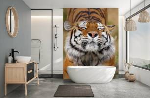 Wybierz Fototapeta tygrys rozciągający się  na ścianę