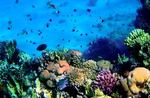 Wybierz Fototapeta Piękno podwodnego świata Korzeń tapety na ścianę