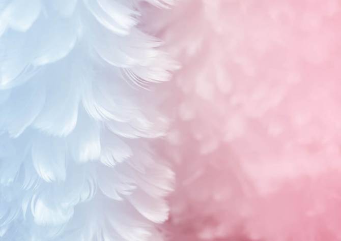 Fototapeta Pióra różowo-błękitne
