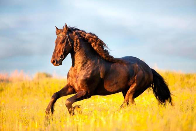 Fototapeta biegnący mustang