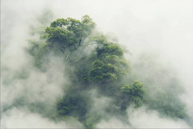 Fototapeta Tropicalny las we mgłe