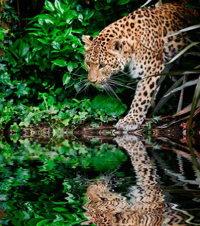 Fototapeta Gepard nad wodą