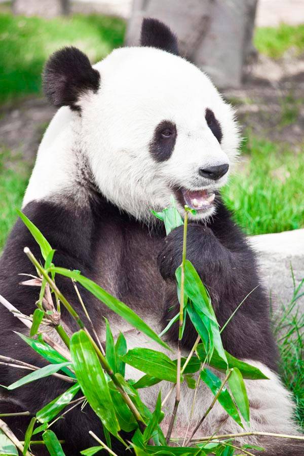 Fototapeta Odpoczywająca panda