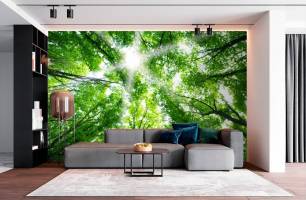 Wybierz Fototapeta światło przez korony drzew Mural ścienny do sufitu na ścianę