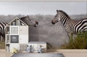 Wybierz Fototapeta zebry rozmawiają Malowidła ścienne Zebra na ścianę