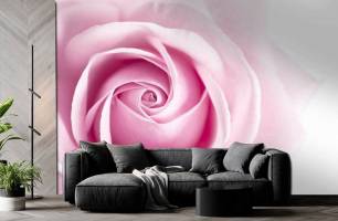 Wybierz Fototapeta różowy pąk róży  na ścianę