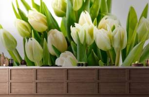 Wybierz Fototapeta tulipany Fototapety kwiaty na ścianę