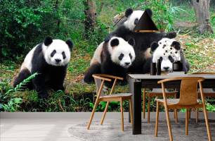 Wybierz Fototapeta Pandy w lesie  na ścianę